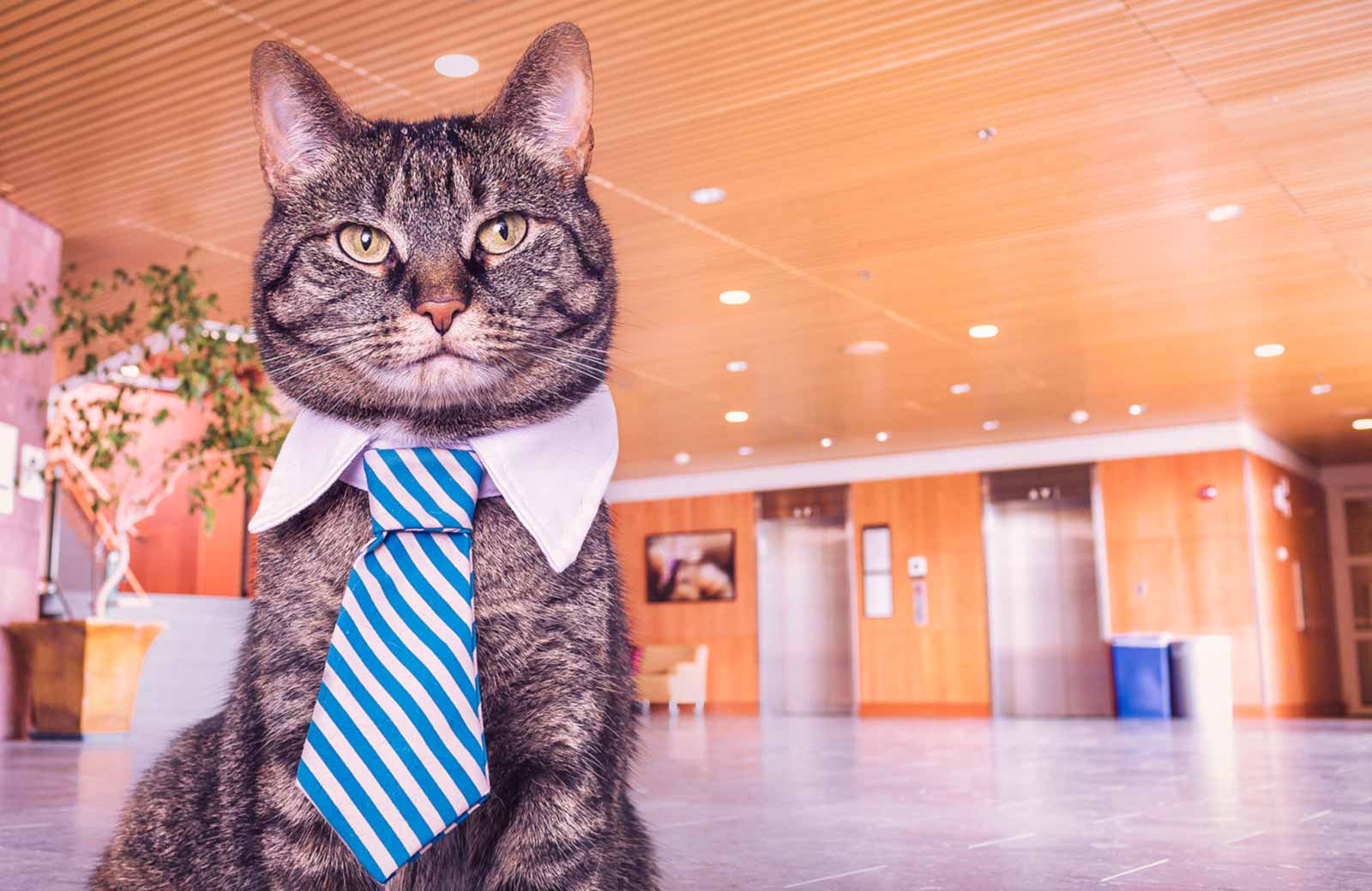 Cat in tie